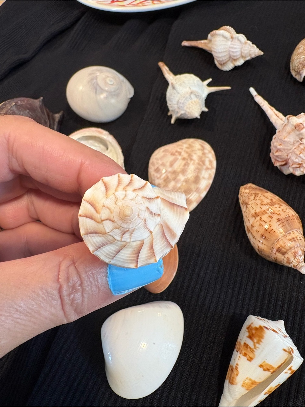 SEASHELLS ~ 🐚 Natural Seashell Collection Lot Set Real Shells! - Picture 11 of 16